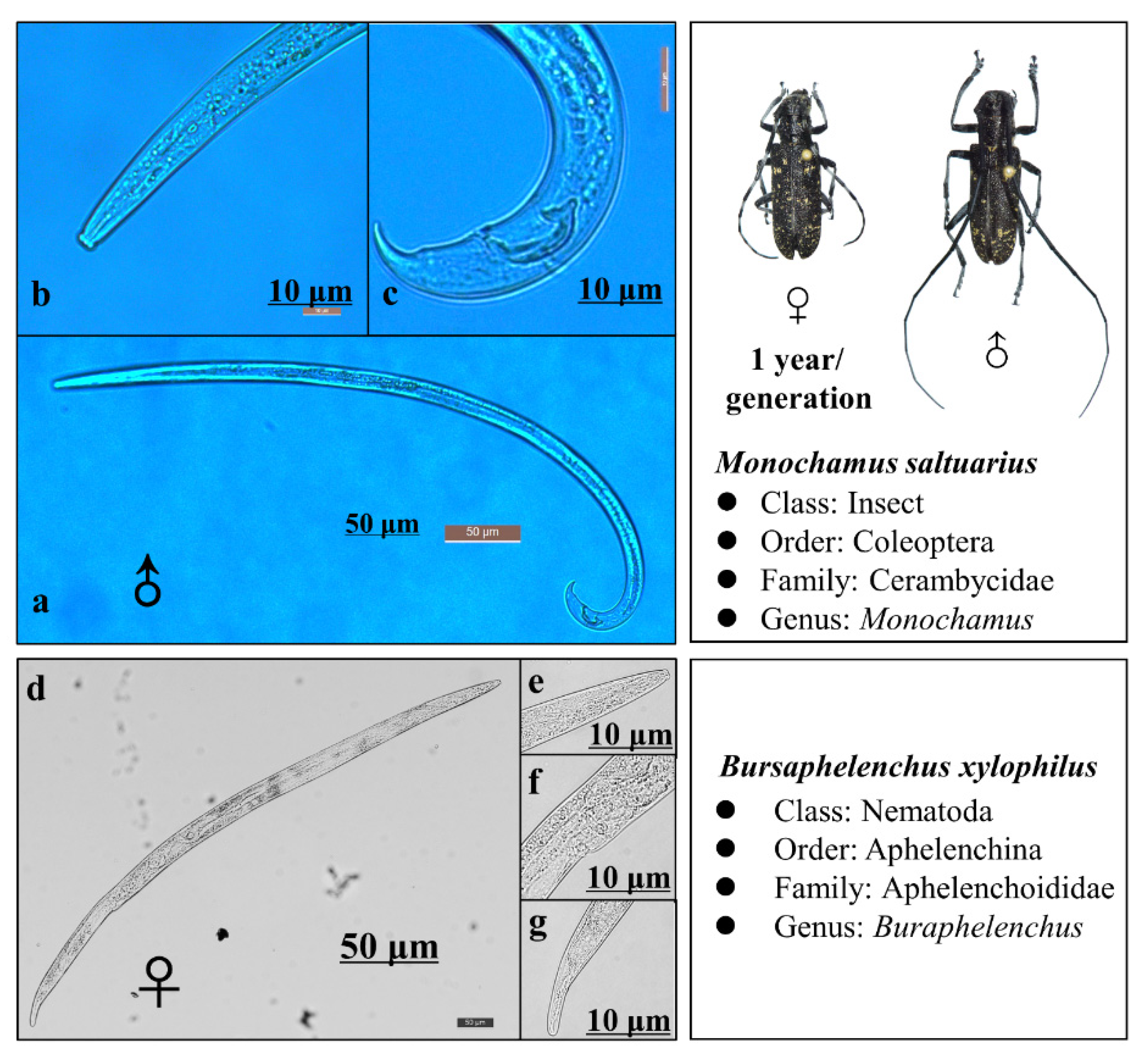 Remotesensing 13 04065 g004