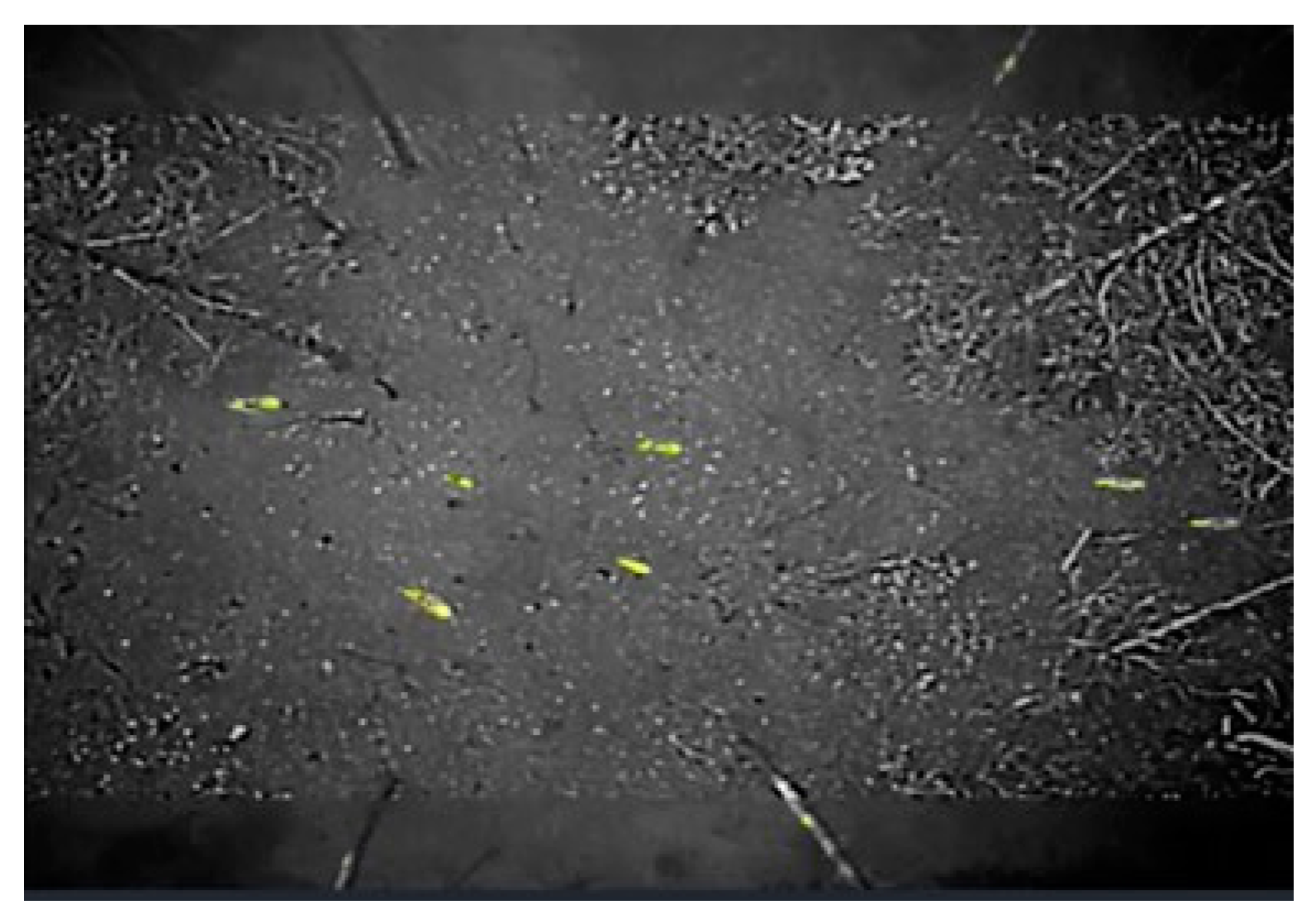 Remotesensing 13 04141 g009 550