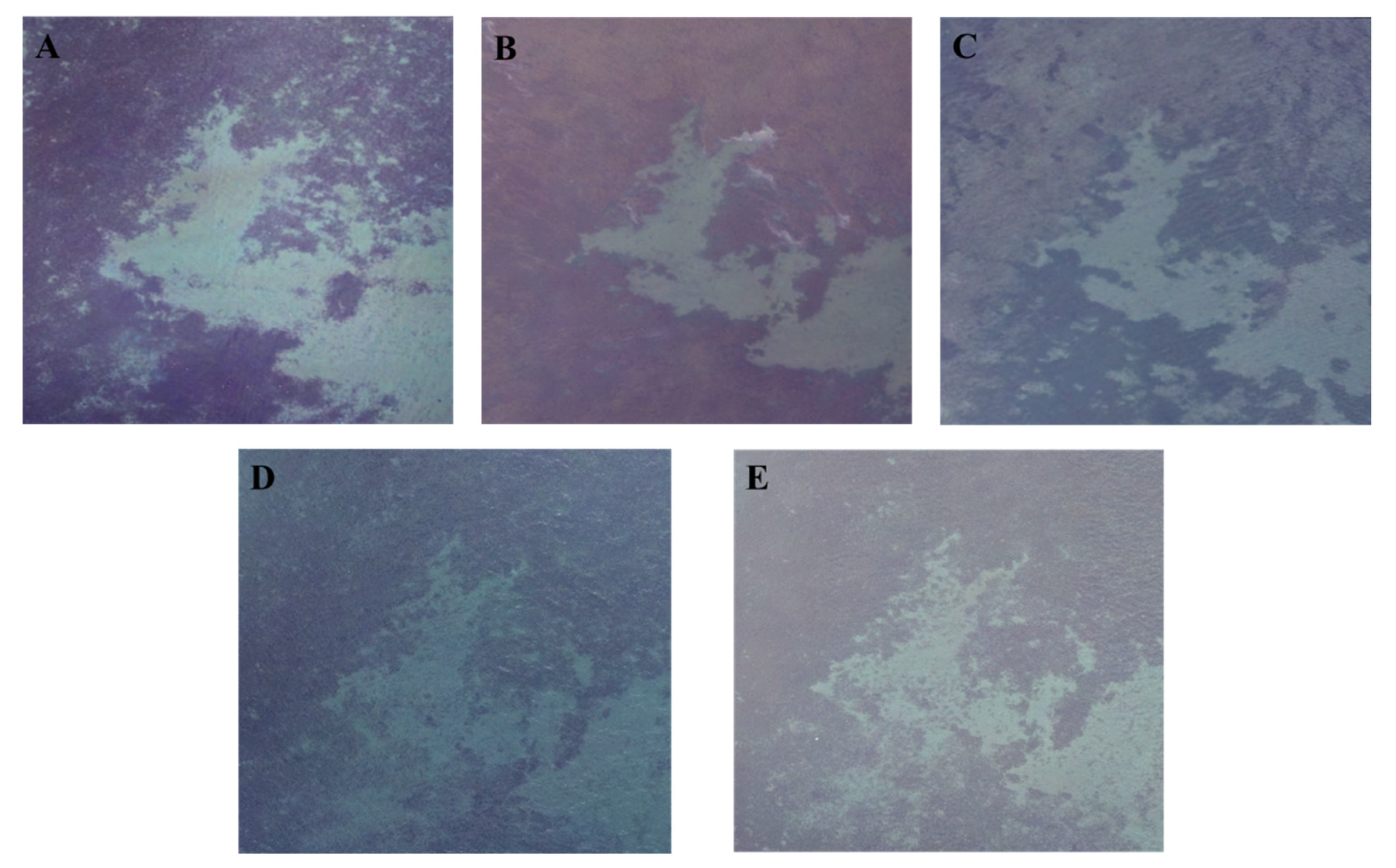 Remotesensing 13 04880 g012 550