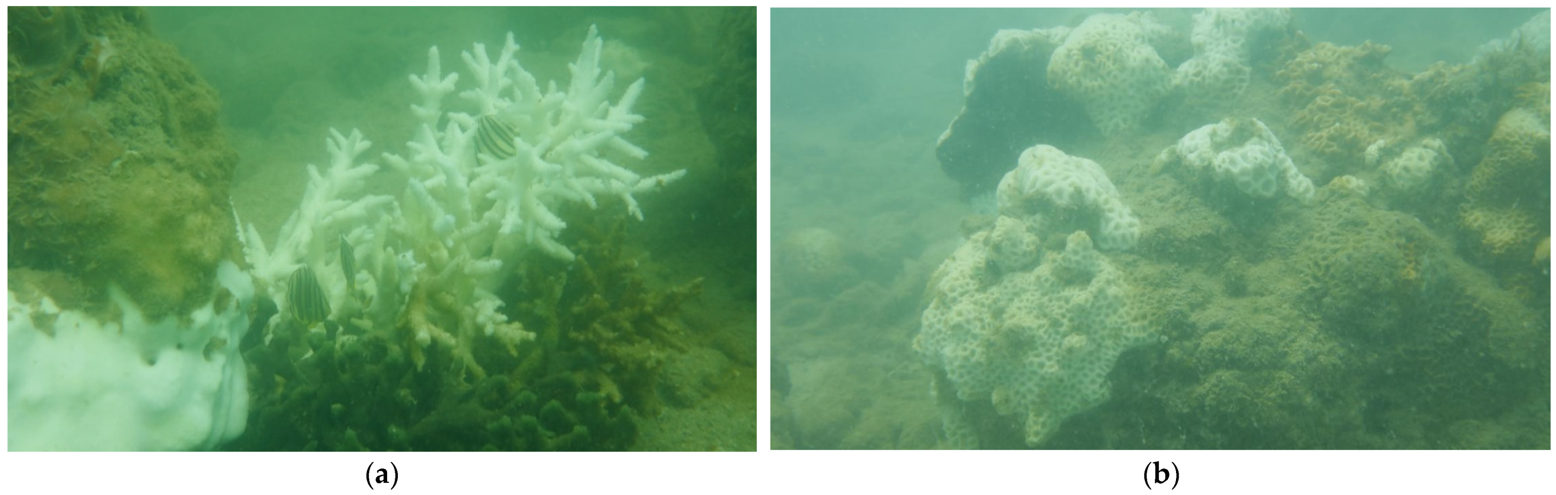 Remotesensing 13 04948 g002 550