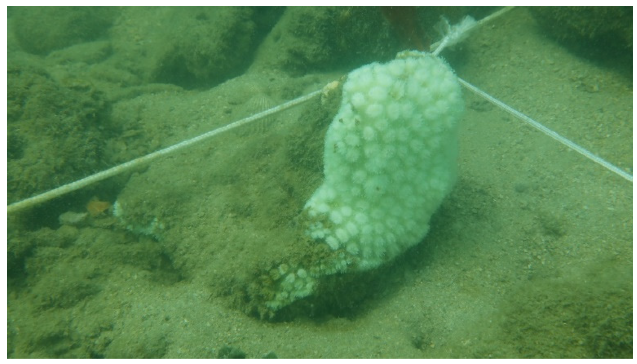 Remotesensing 13 04948 g003 550