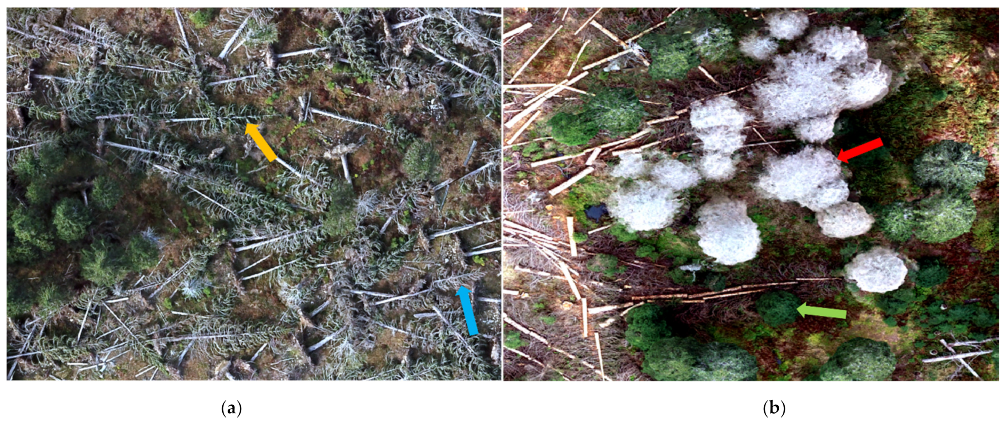 Remotesensing 13 04953 g002