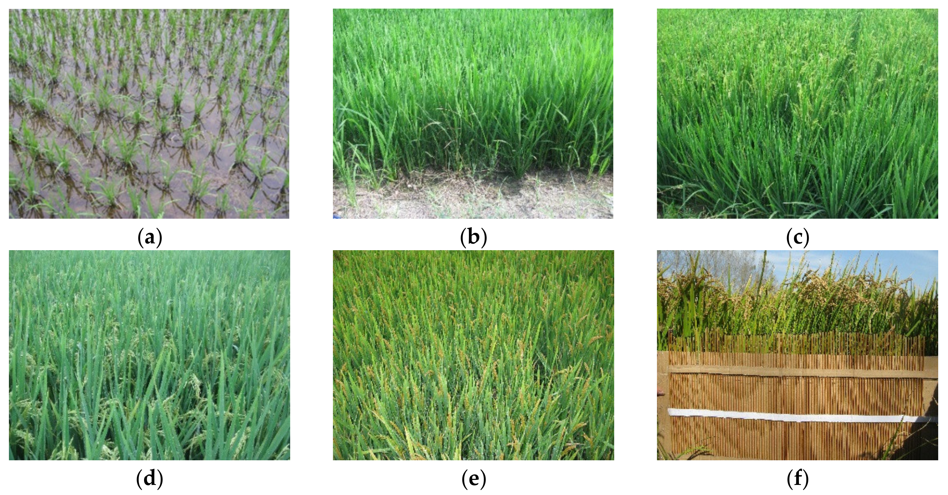 Remotesensing 13 05060 g001