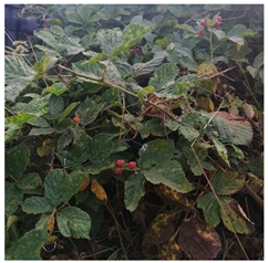 Remotesensing 14 00064 i002