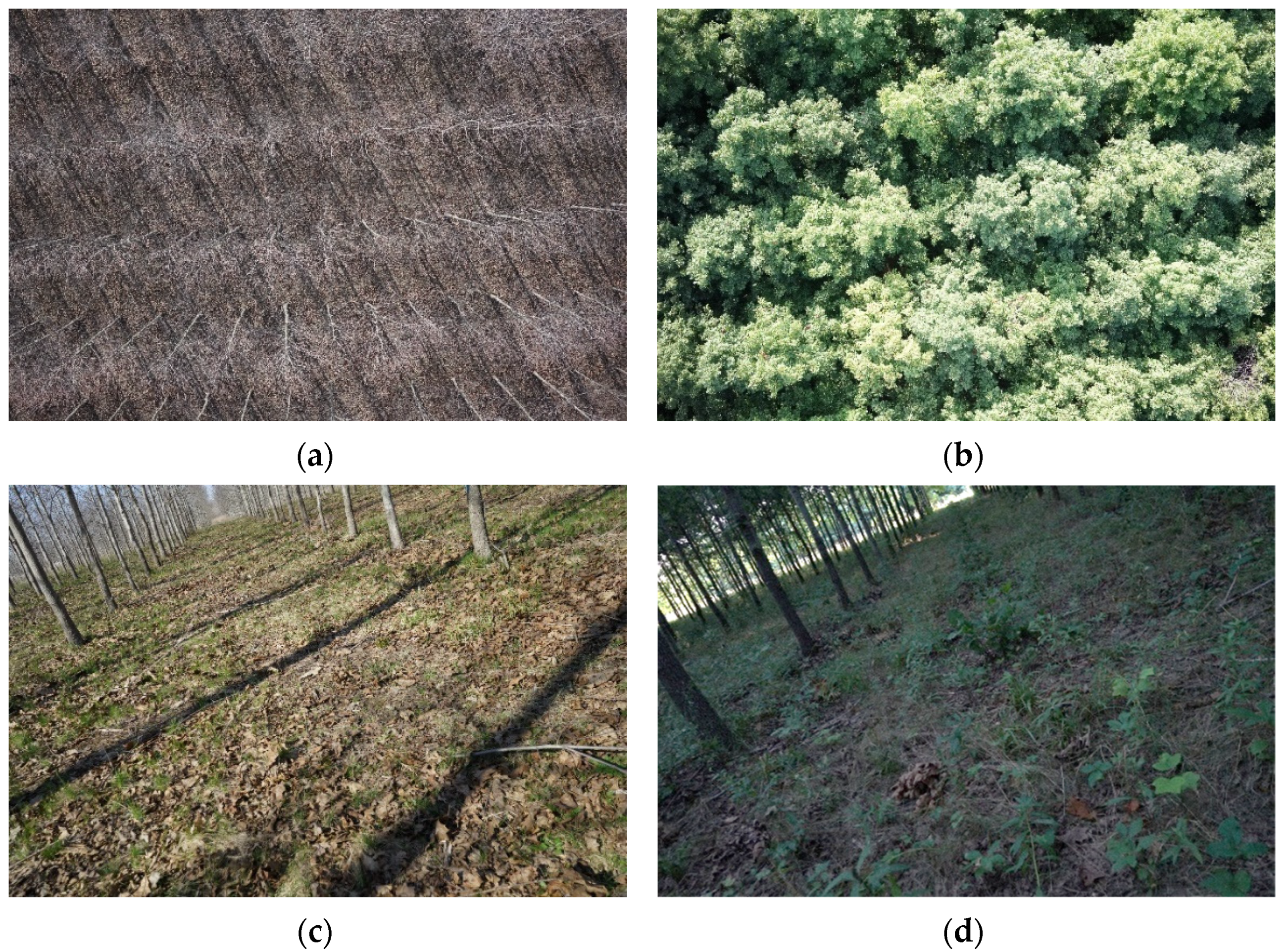 Remotesensing 14 00649 g004