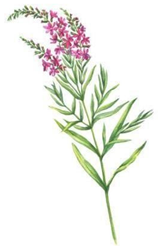 Remotesensing 14 00728 i001