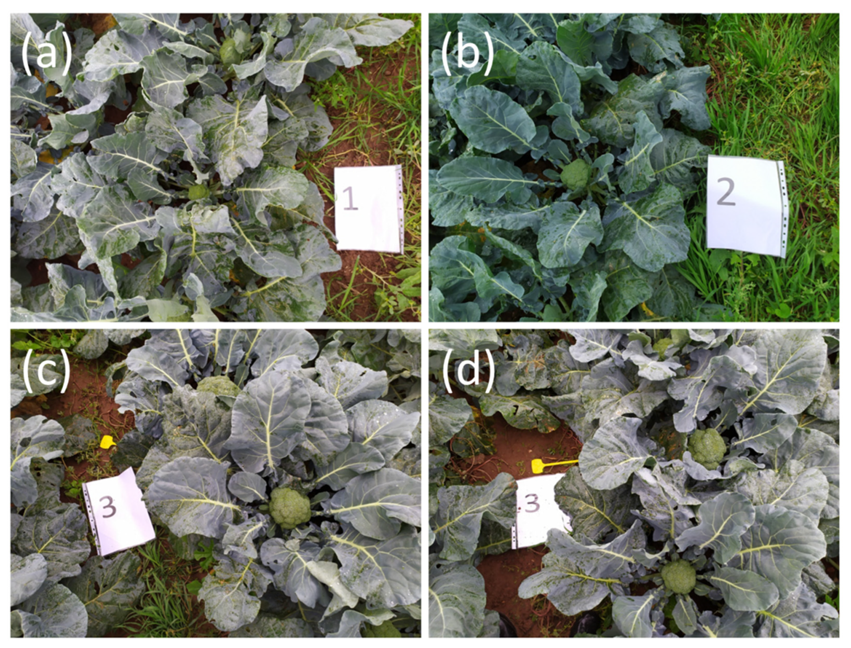 Remotesensing 14 00731 g005