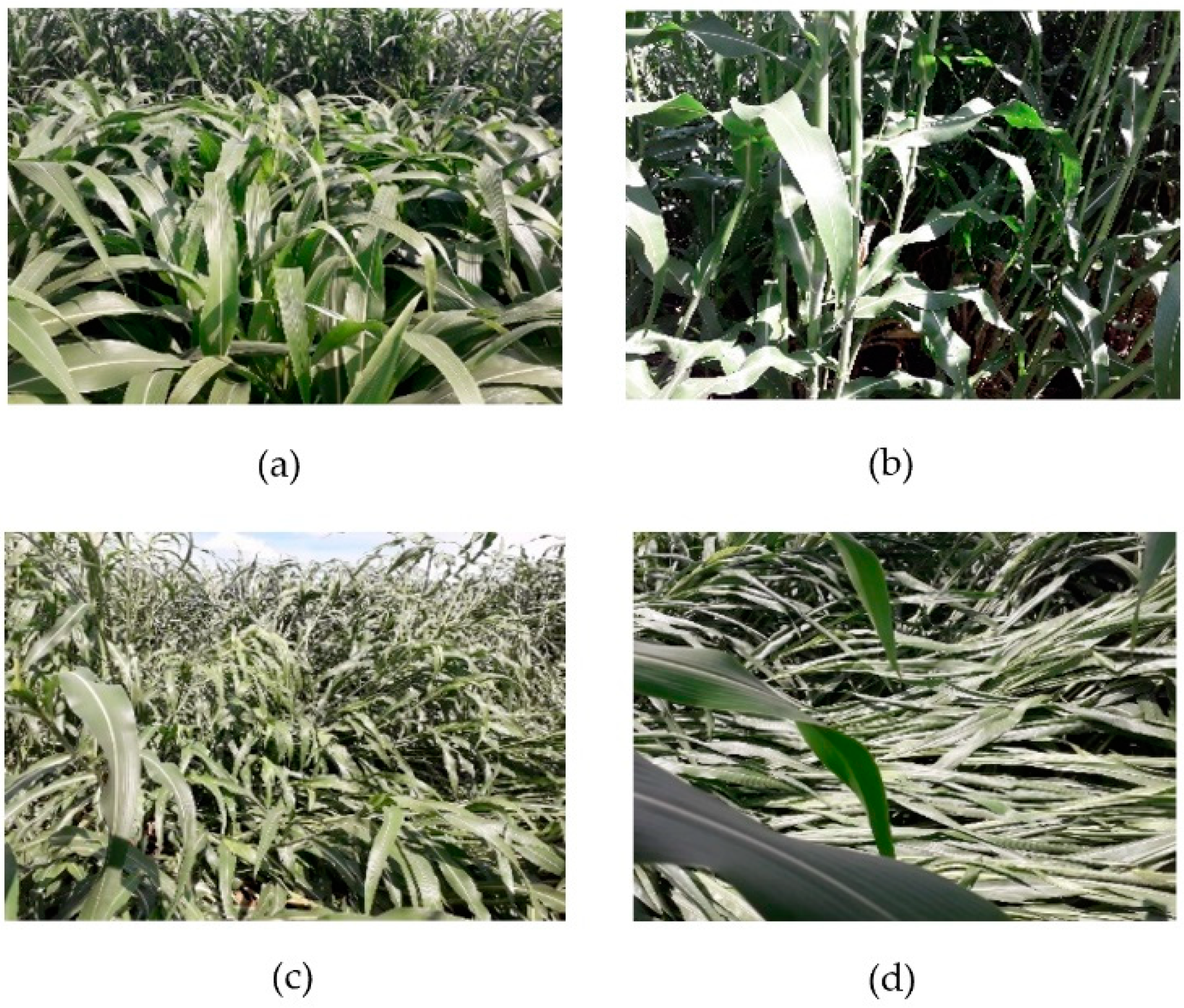 Remotesensing 14 00733 g001 550