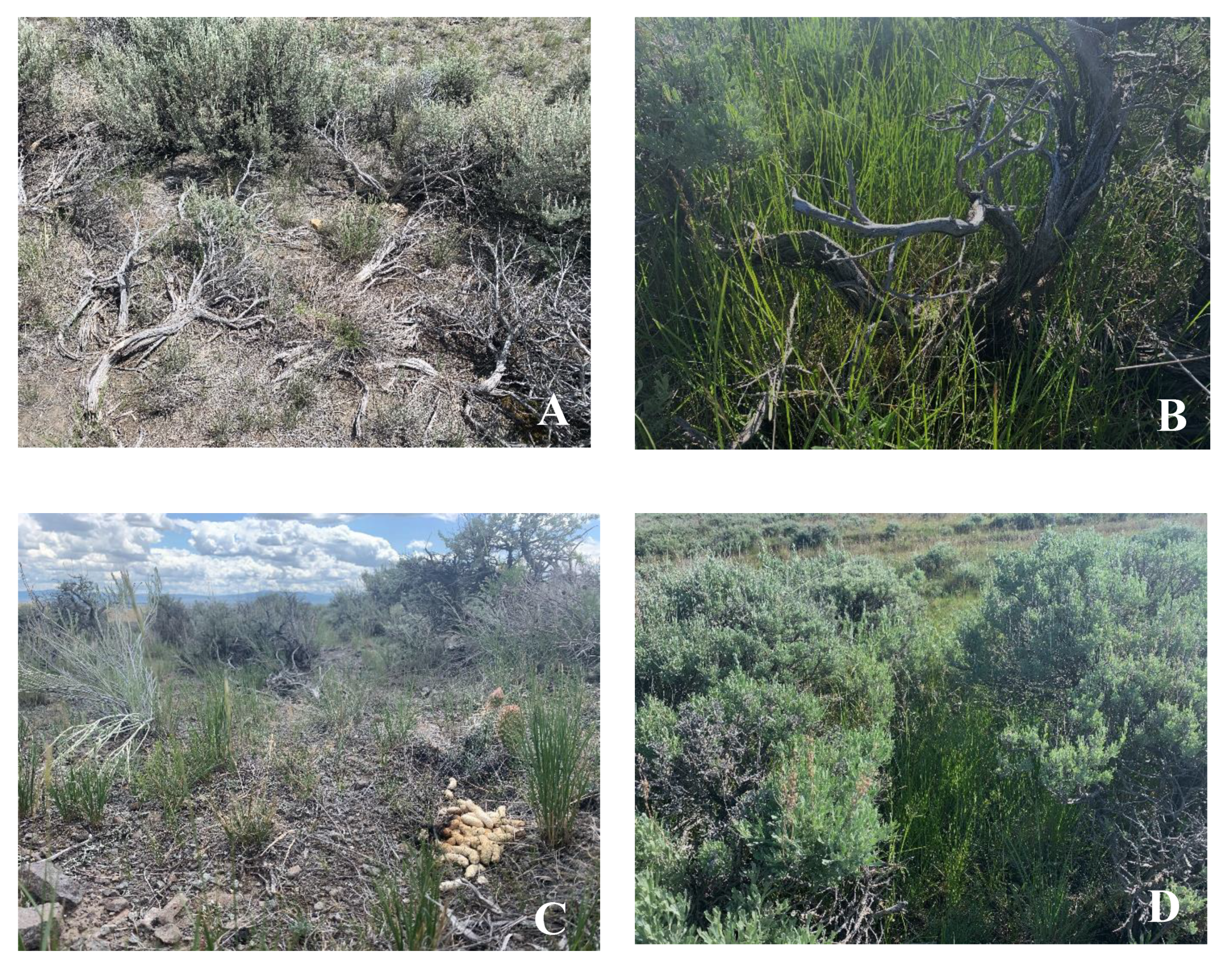 Remotesensing 14 01290 g005