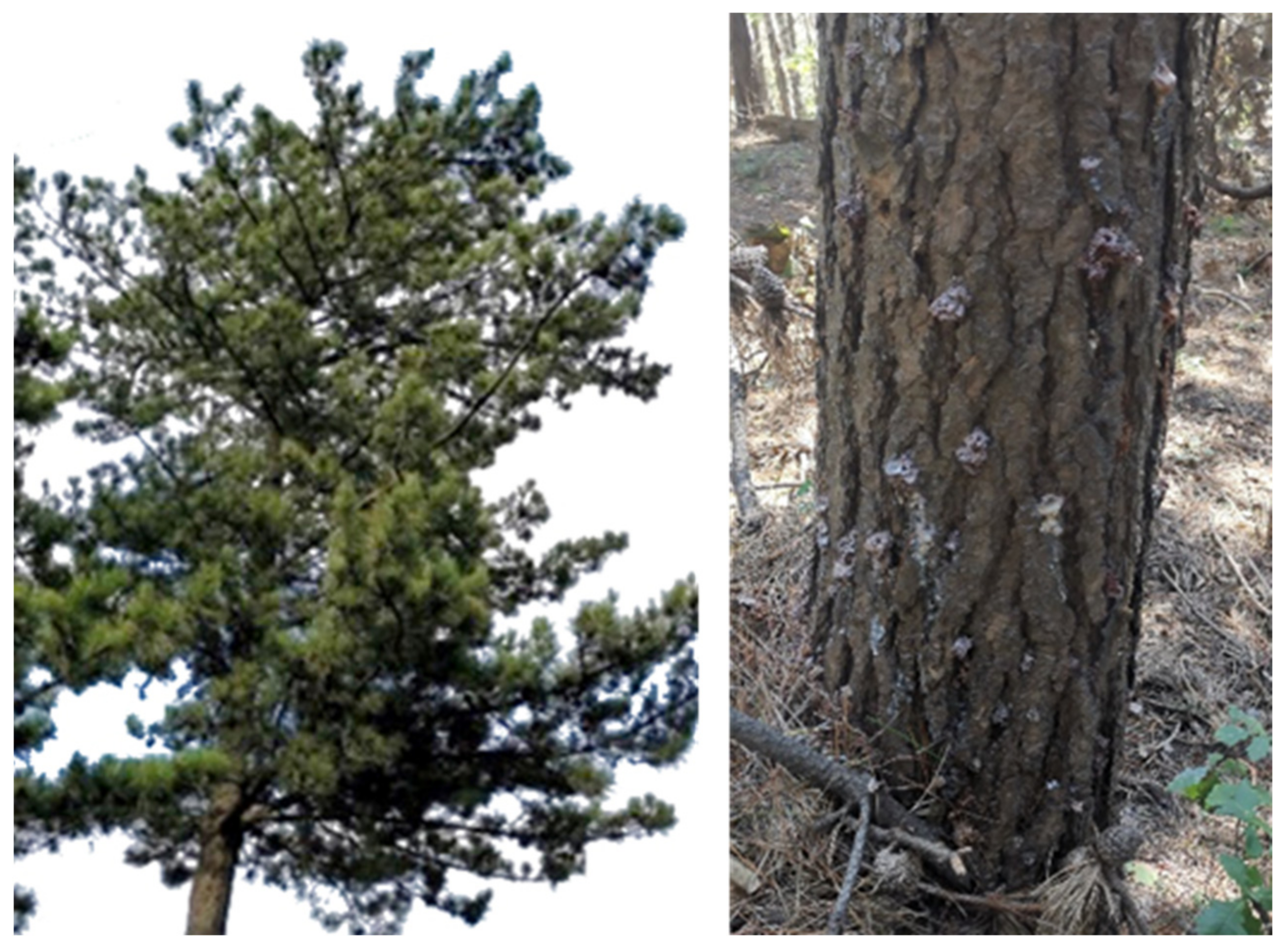 Remotesensing 14 01373 g003