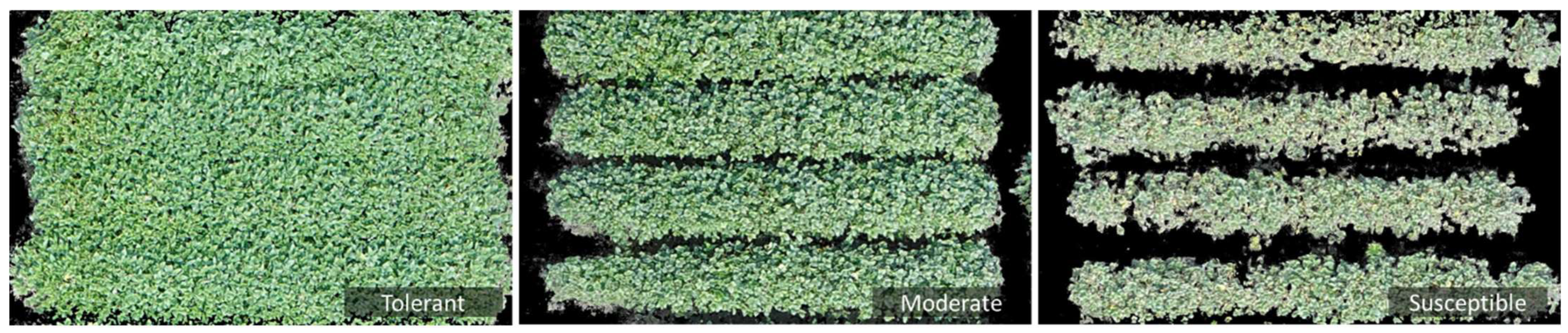 Remotesensing 14 01618 g001 Remotesensing 14 01618 g001