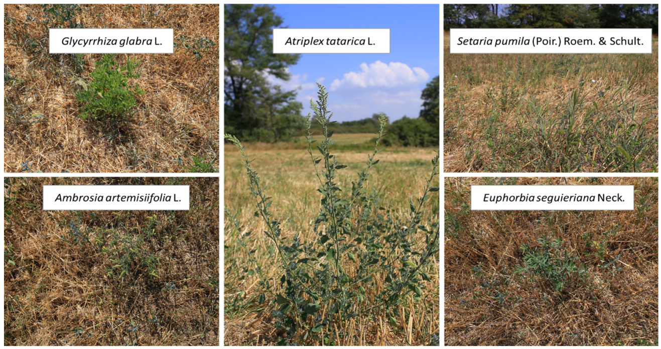 Remotesensing 14 02442 g002