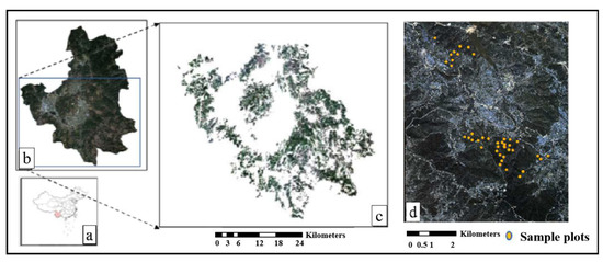 Climate Drivers of Pine Shoot Beetle Outbreak Dynamics in