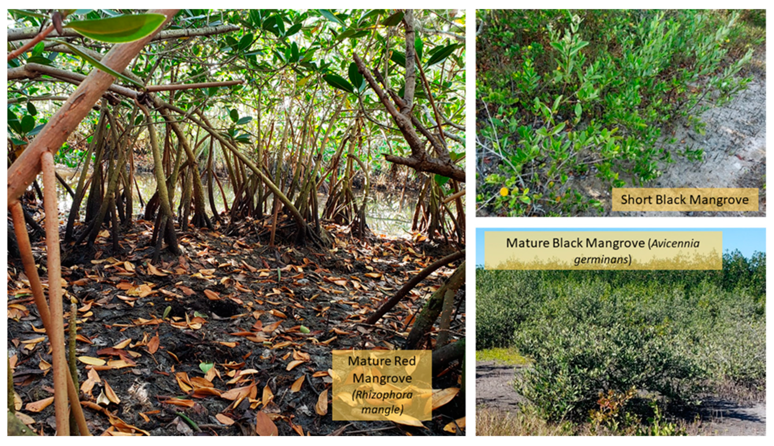 Remotesensing 14 03937 g003