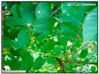 Remotesensing 14 04725 i002