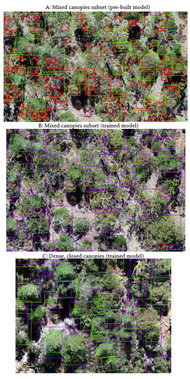 Tree Detection and Species Classification in a Mixed Species Forest ...