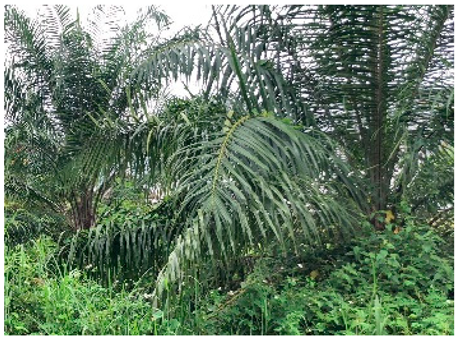 Remotesensing 14 05053 i017