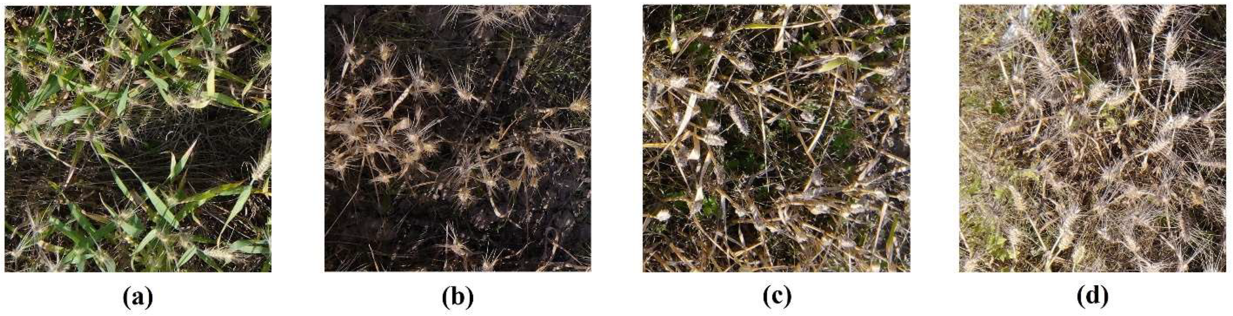 Remotesensing 14 05141 g001