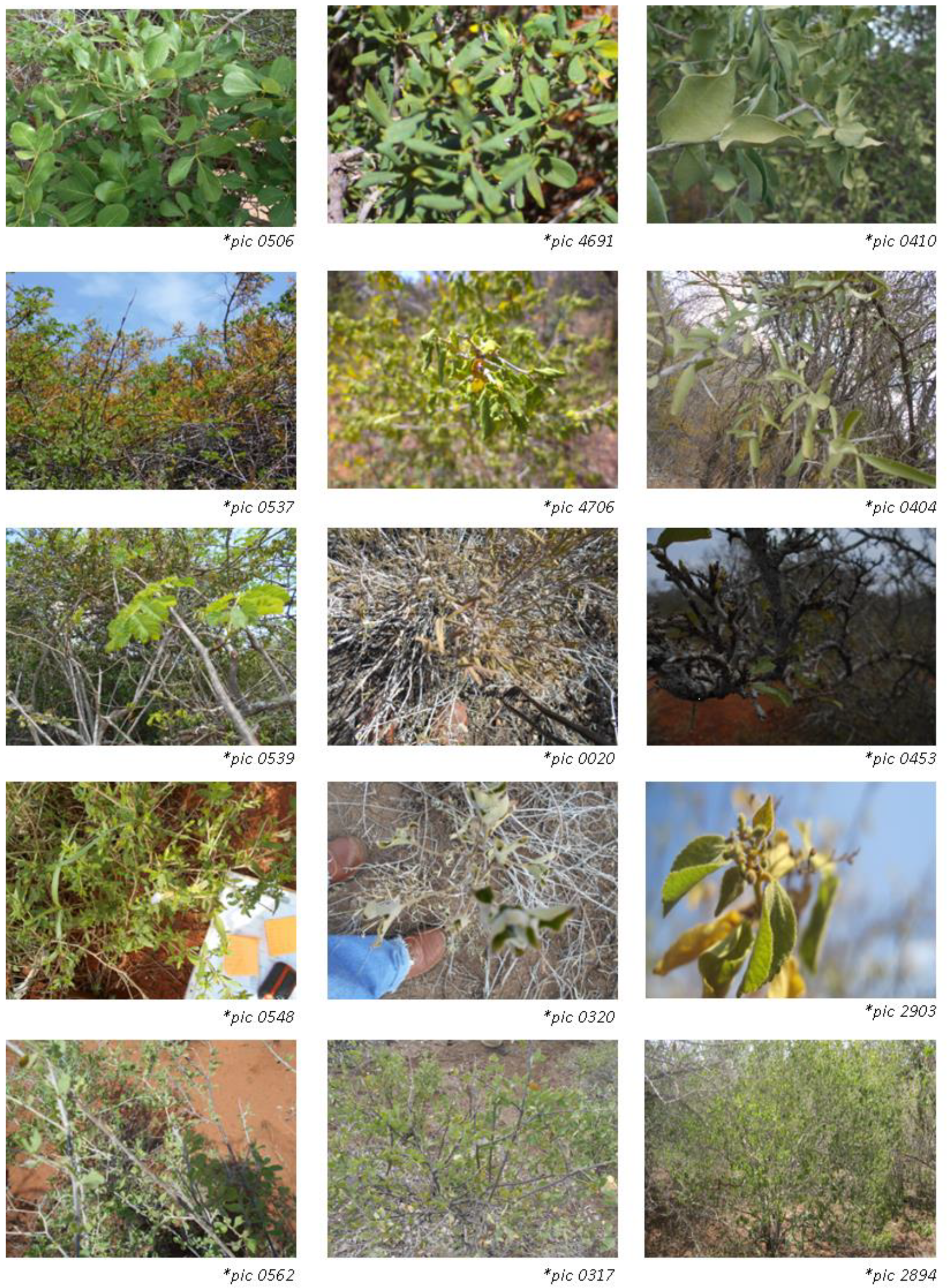 Remote Sensing | Free Full-Text | Mapping Floristic Composition Using Sentinel-2A and a Case Study Evaluation of Its Application in Elephant Movement Ecology in Sagalla, Kenya Remote Sensing | Free Full-Text | Mapping Floristic Composition Using Sentinel-2A and a Case Study Evaluation of Its Application in Elephant Movement Ecology in Sagalla, Kenya