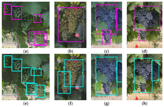 Swin-Transformer-YOLOv5 for Real-Time Wine Grape Bunch Detection