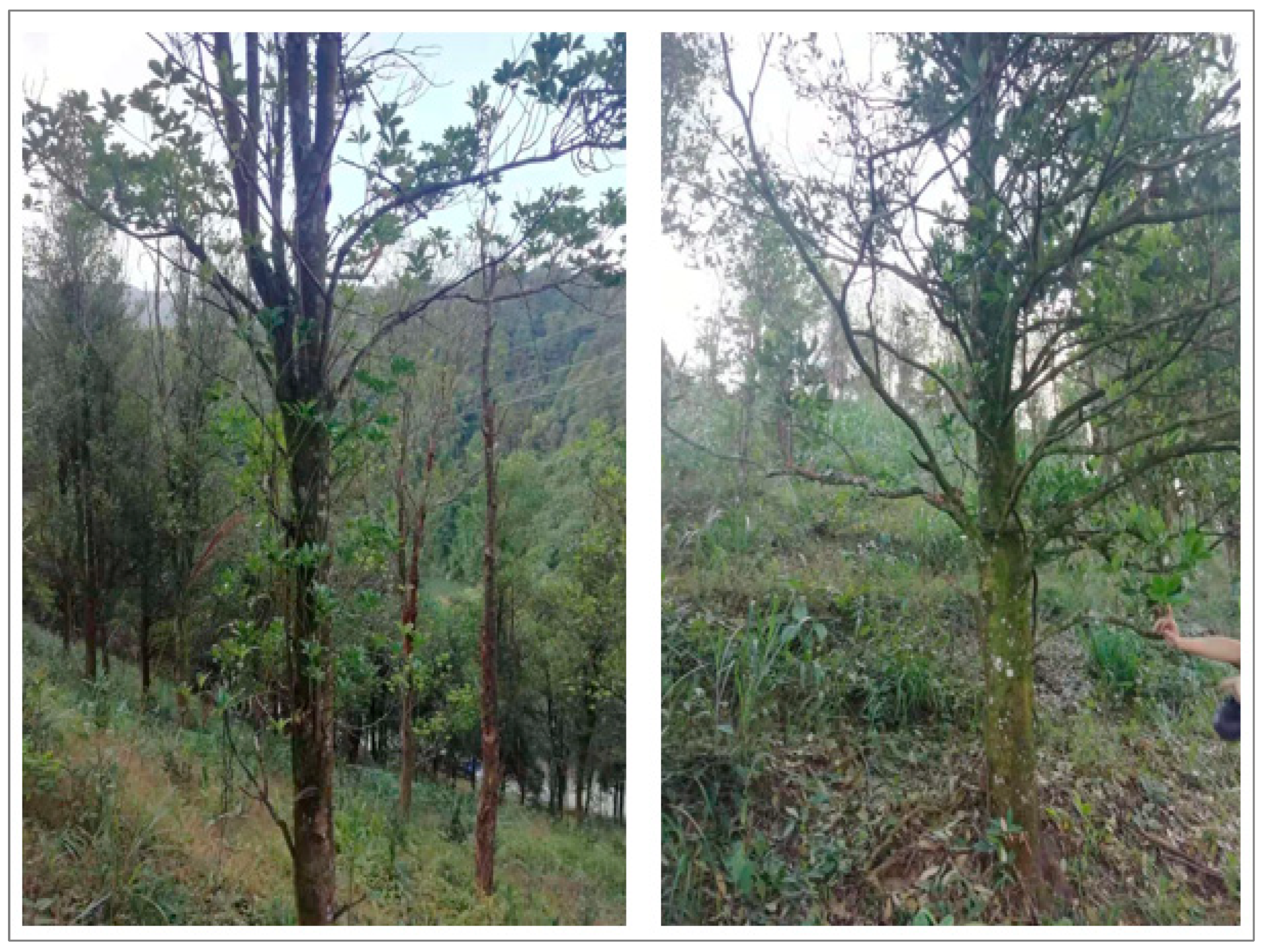 Remotesensing 14 06248 g003