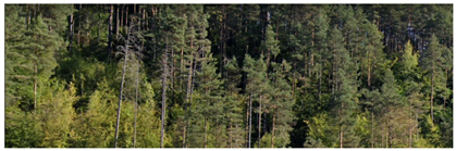 Remotesensing 14 06266 i005 Remotesensing 14 06266 i005