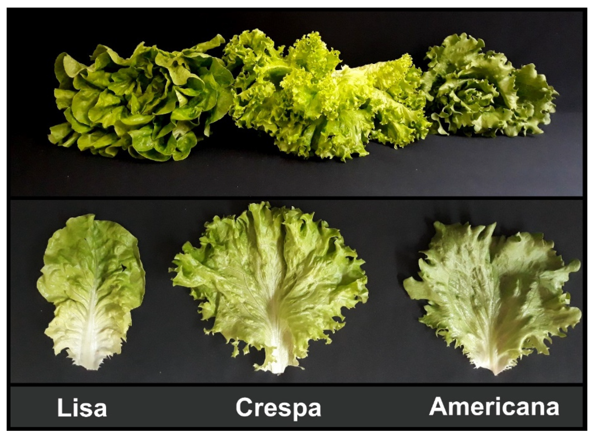 Remotesensing 14 06330 g002 Remotesensing 14 06330 g002