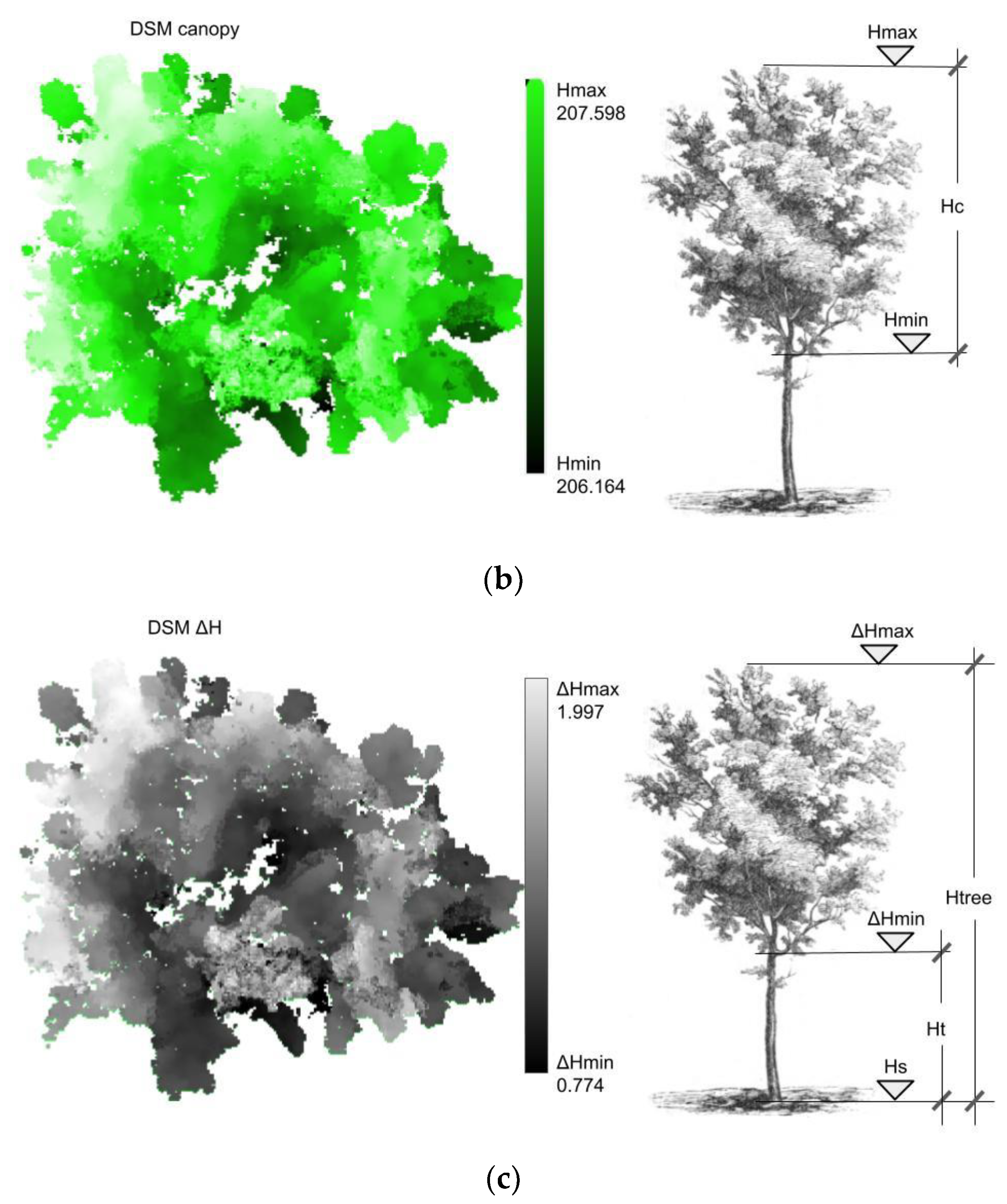 Remote Sensing | Free Full-Text | Geometrical Characterization of Hazelnut  Trees in an Intensive Orchard by an Unmanned Aerial Vehicle (UAV) for  Precision Agriculture Applications