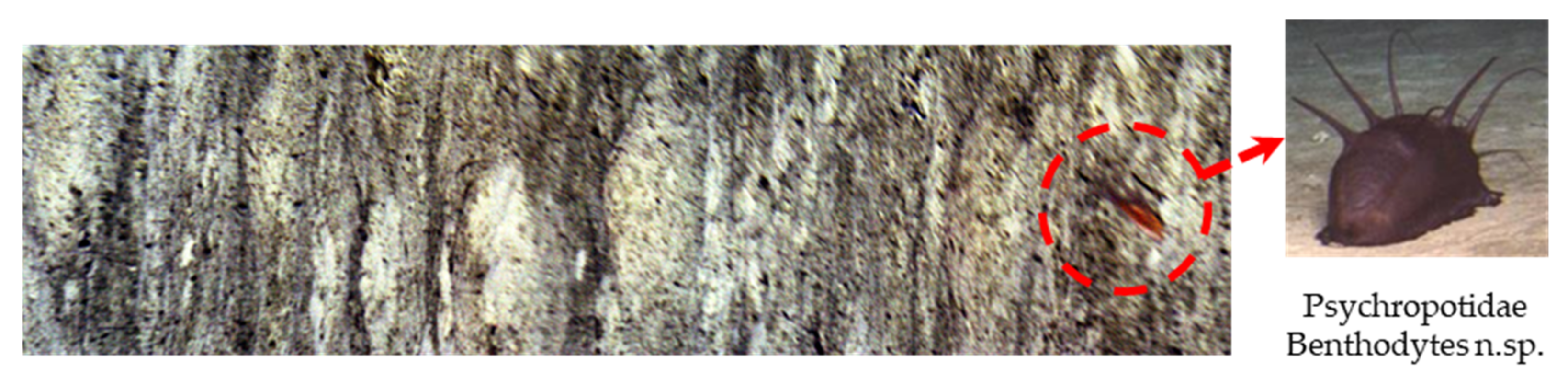 Remotesensing 15 00544 g015