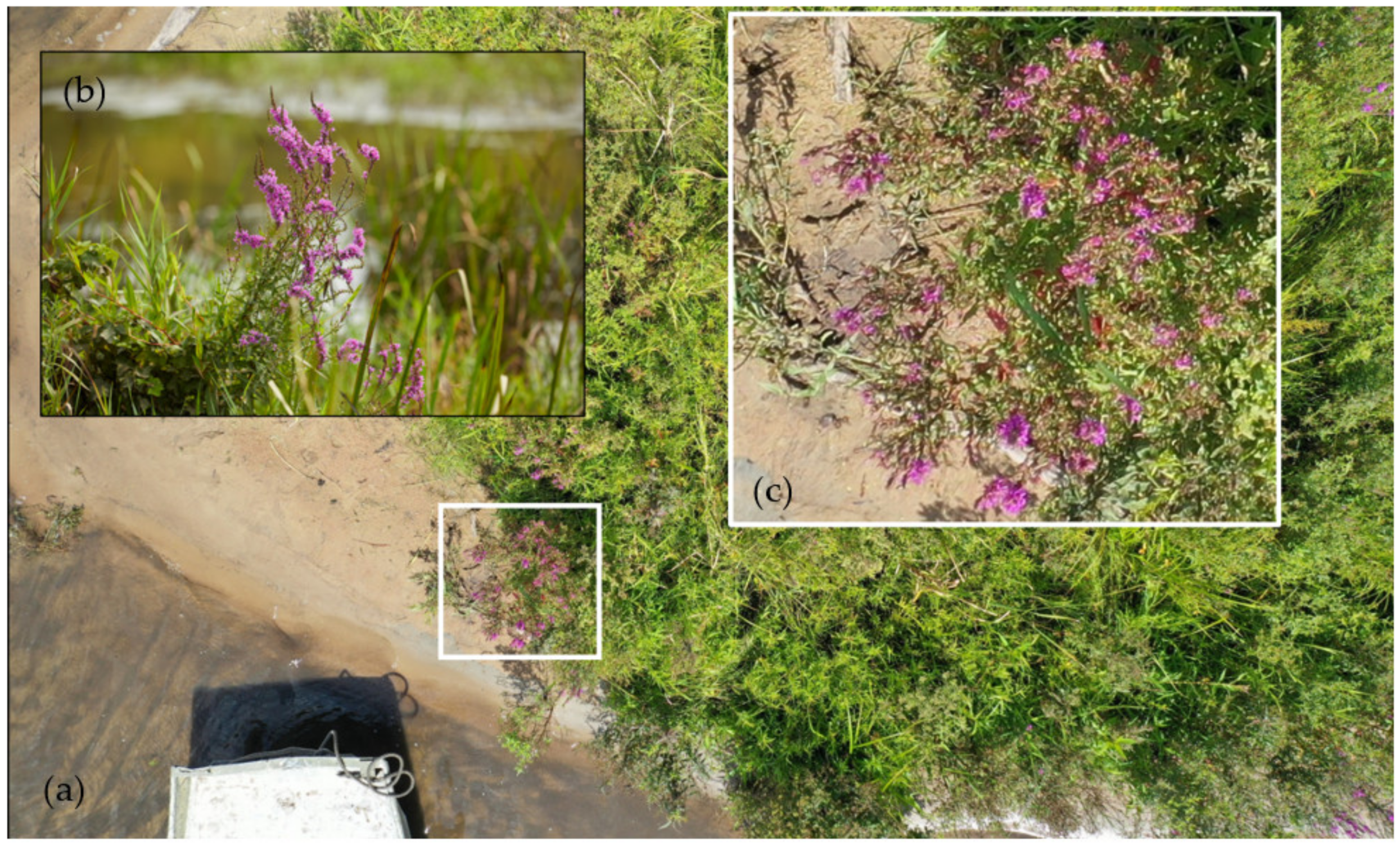 Remotesensing 15 00734 g002 Remotesensing 15 00734 g002