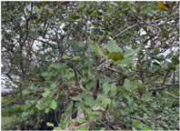 Remotesensing 15 01386 i001 Remotesensing 15 01386 i001