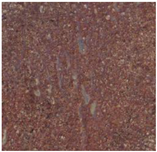 Remotesensing 15 01900 i009 Remotesensing 15 01900 i009