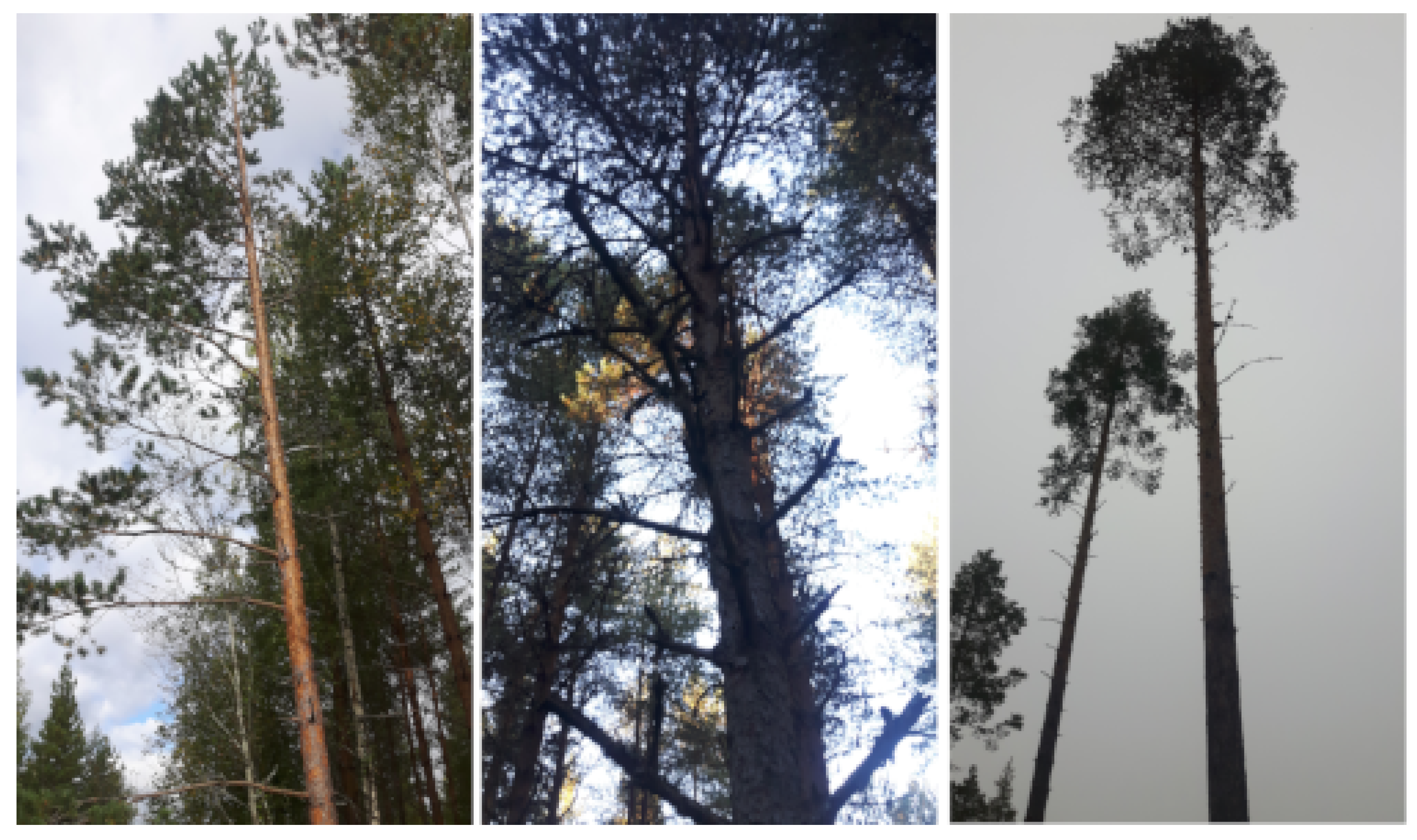 Remotesensing 15 02082 g001