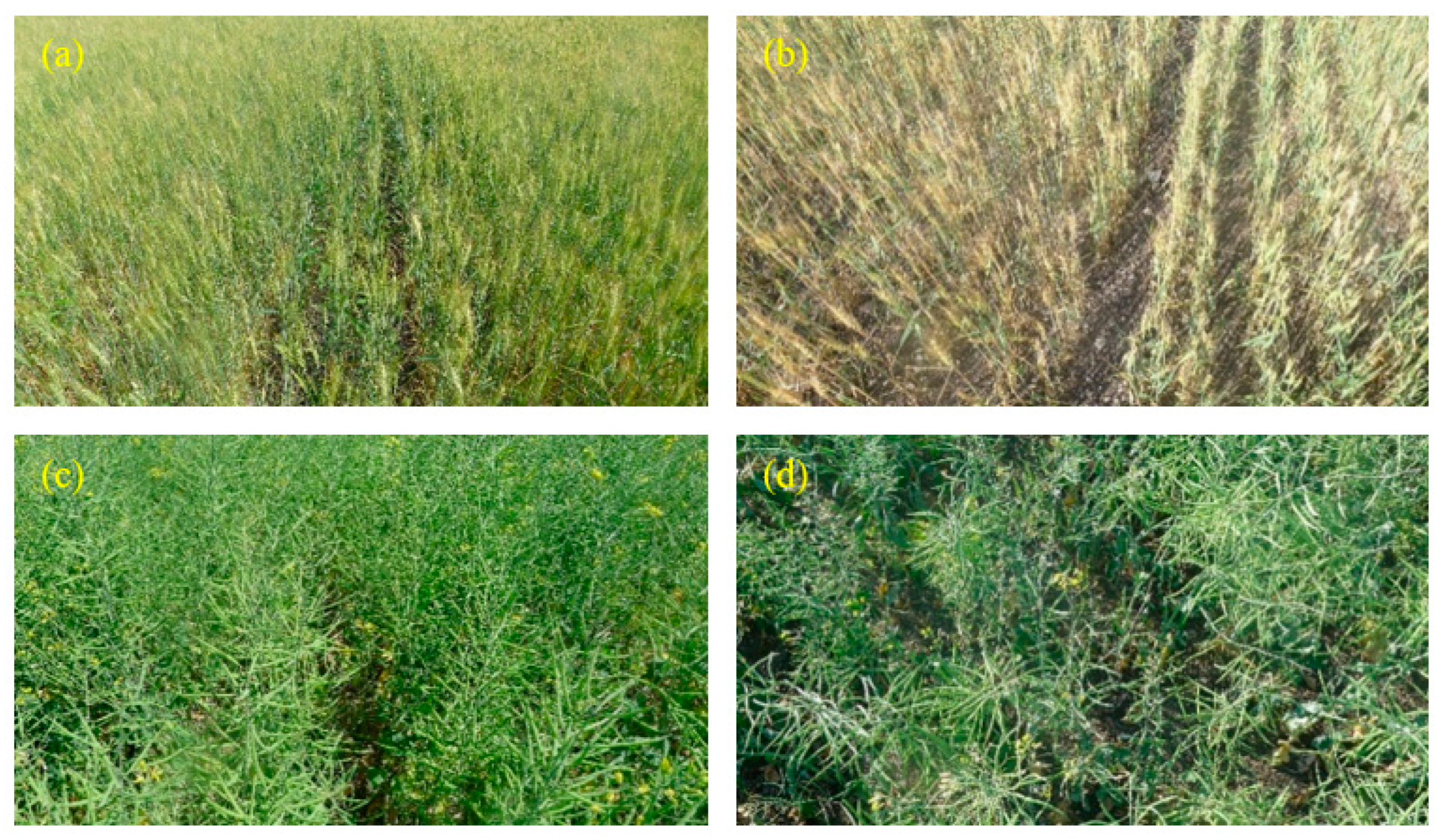 Remotesensing 15 02731 g005 Remotesensing 15 02731 g005