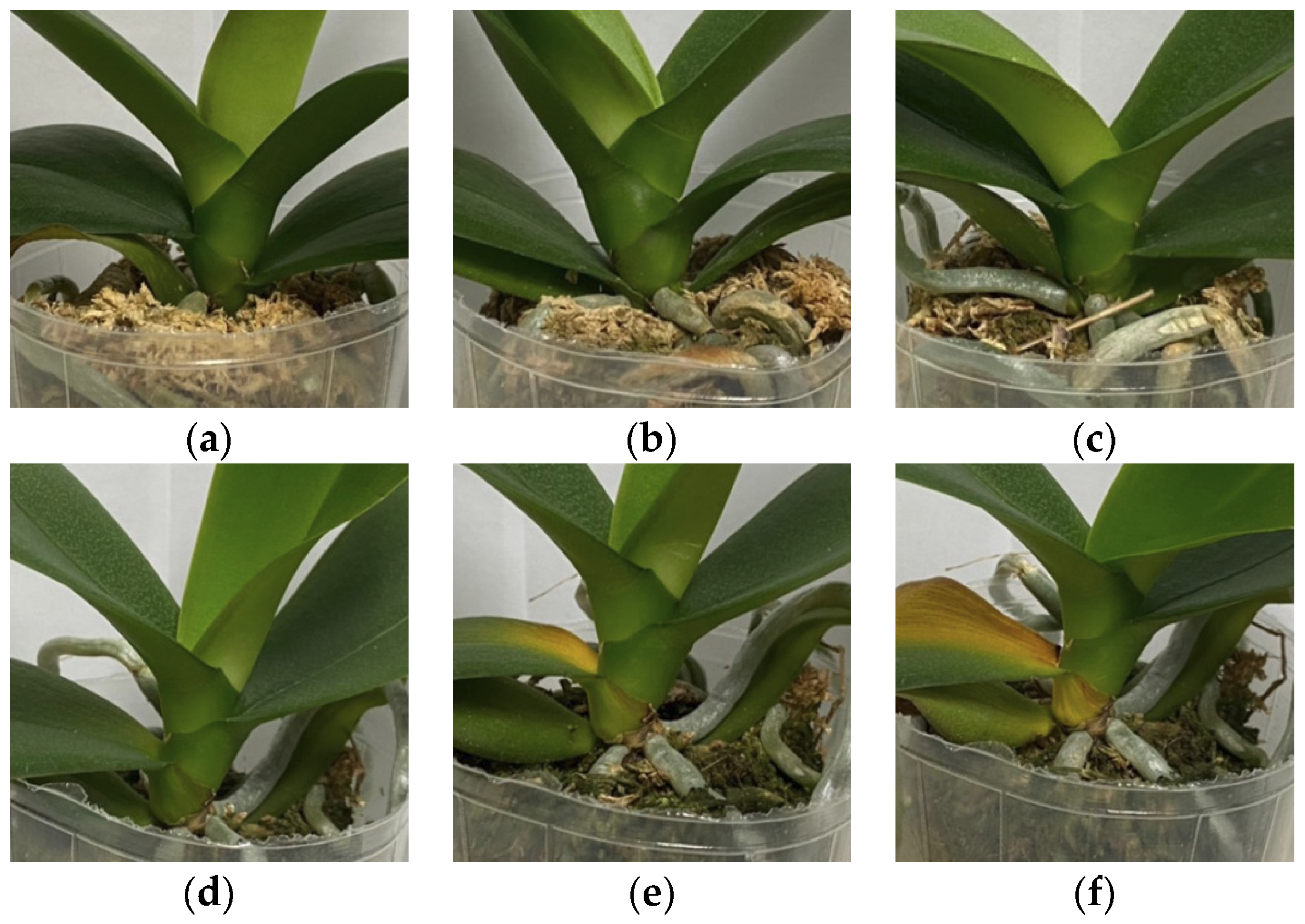 Remotesensing 15 04174 g002