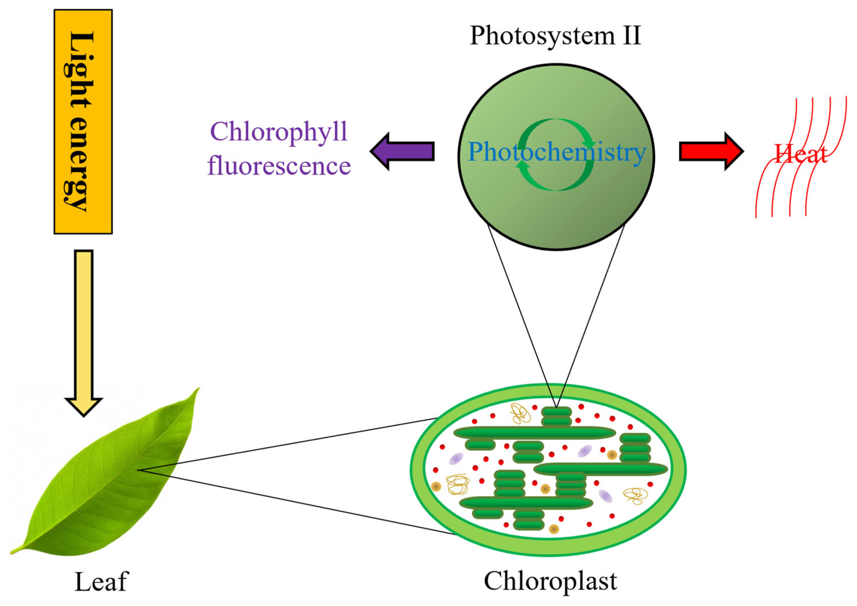 MONITORING-PAM Chlorophyll Fluorometer