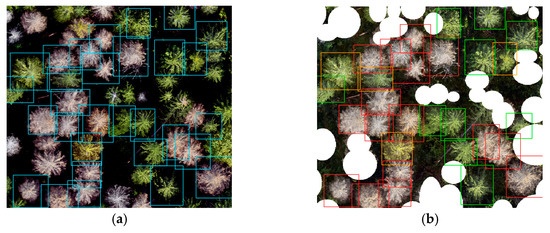Comparison of Deep Neural Networks in the Classification of Bark Beetle ...