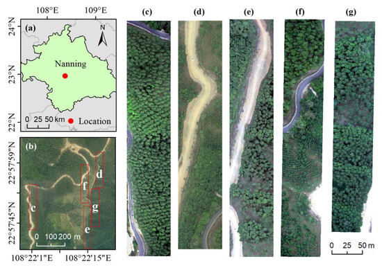 Individual Tree Species Identification and Crown Parameters Extraction ...