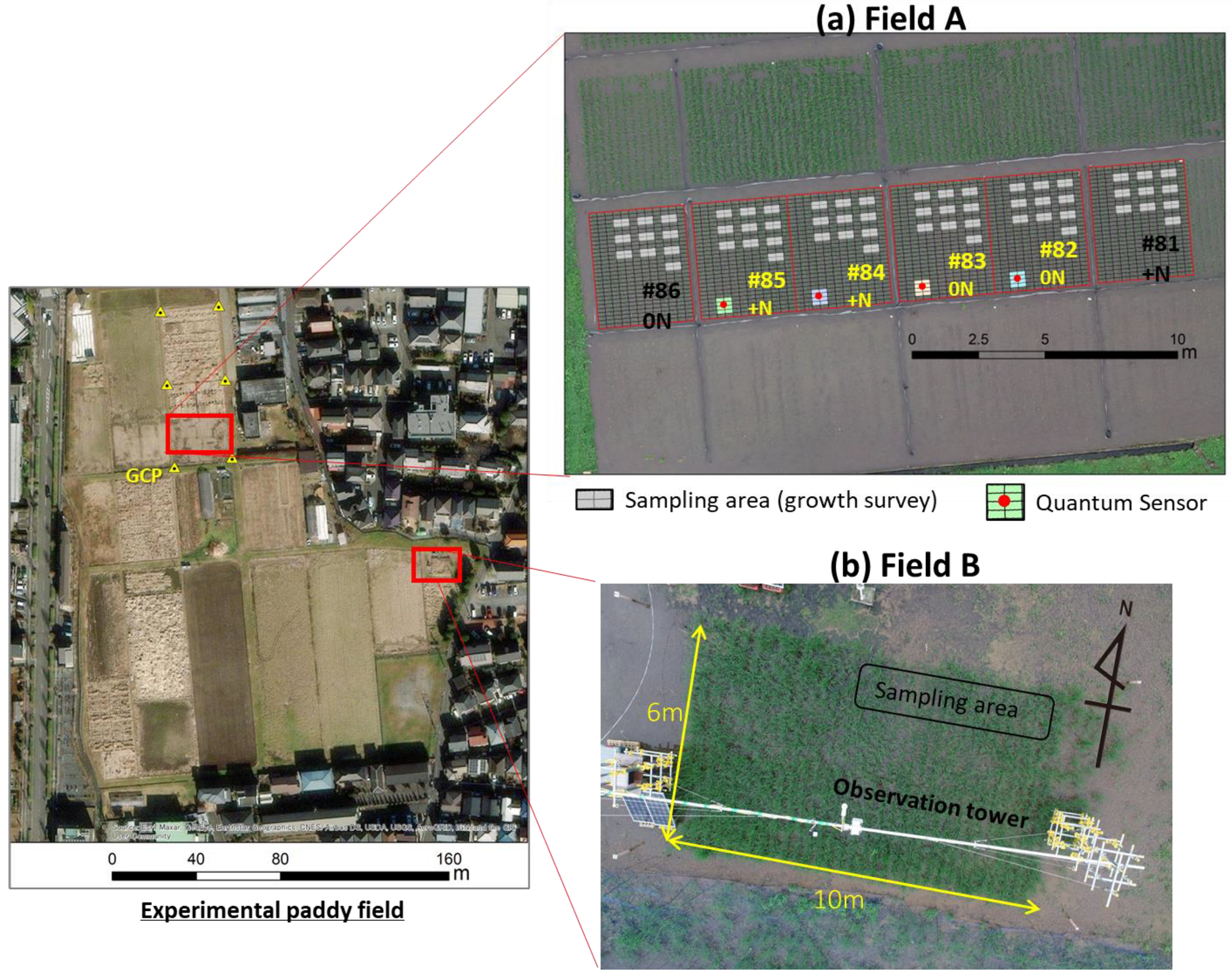 Spatial Estimation of Daily Growth Biomass in Paddy Rice