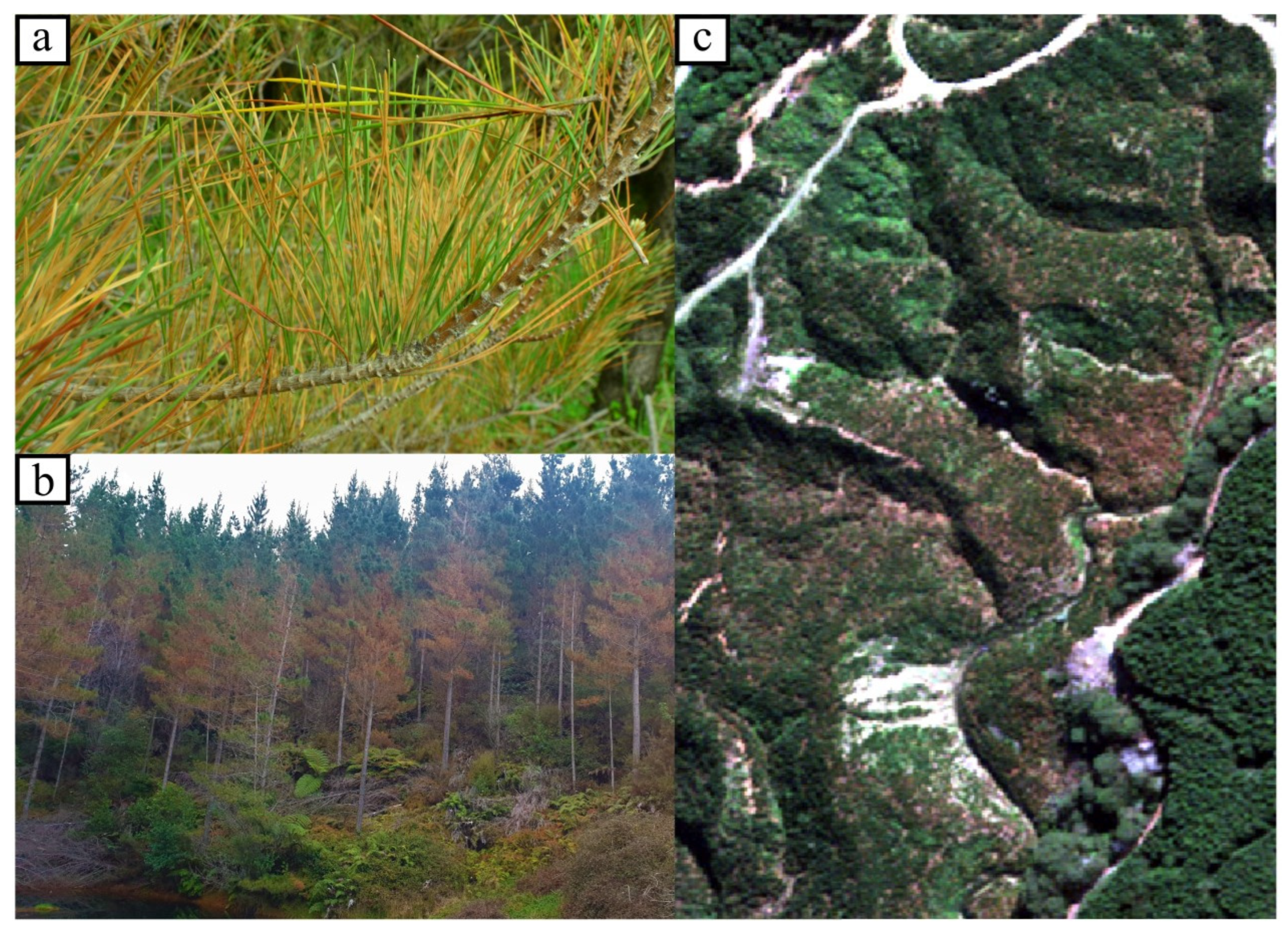 Remotesensing 16 00338 g001