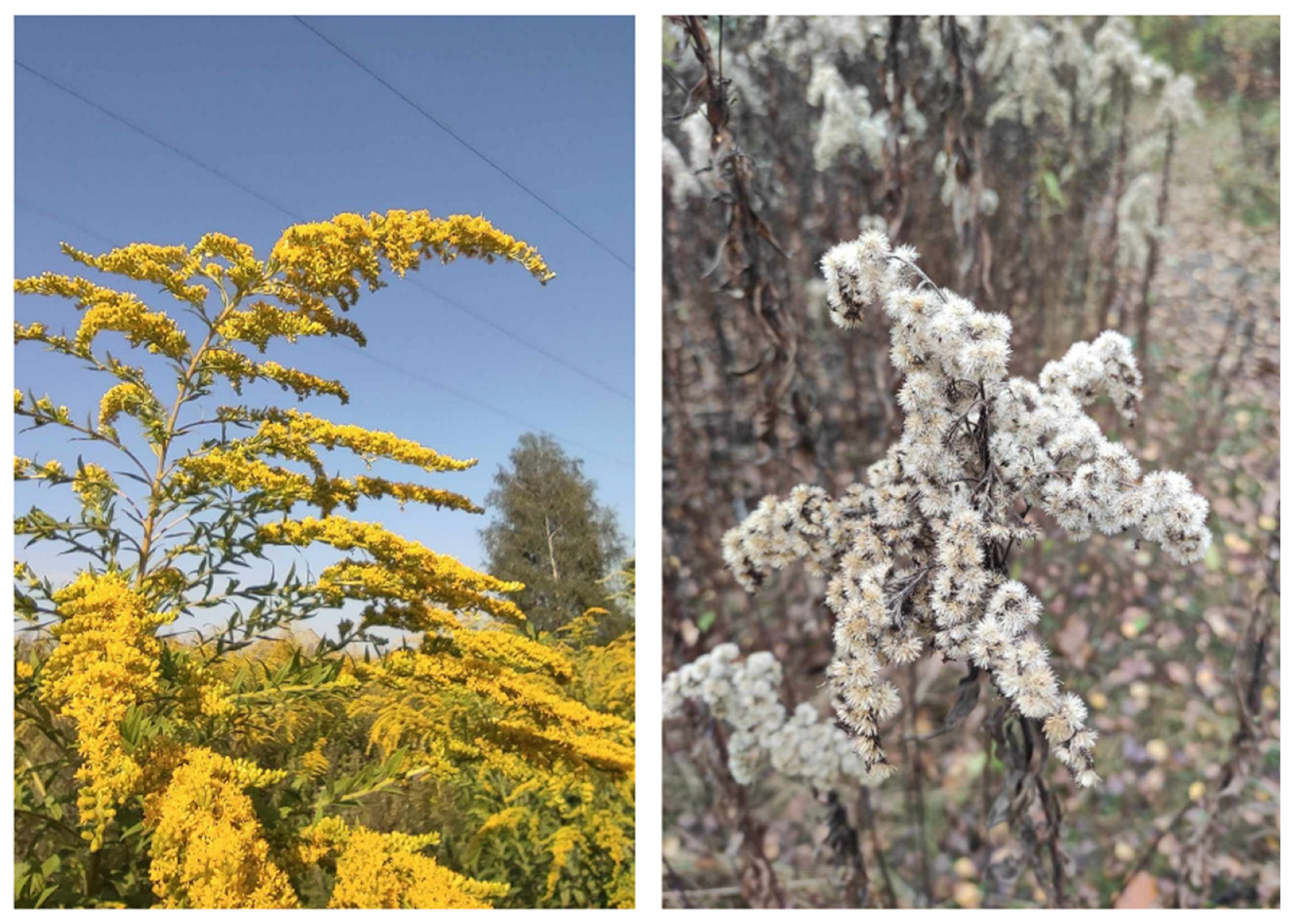 Remotesensing 16 00636 g003