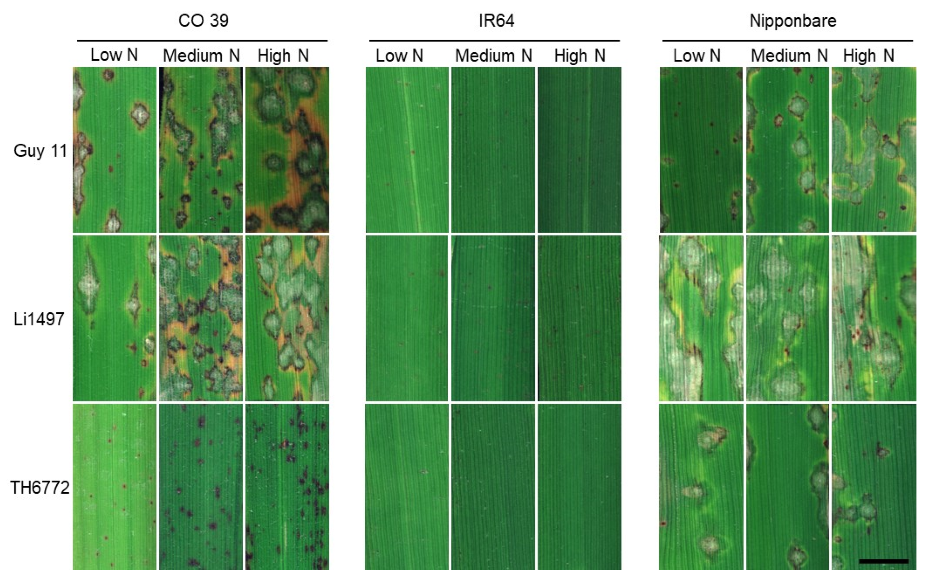 Remotesensing 16 00939 g004