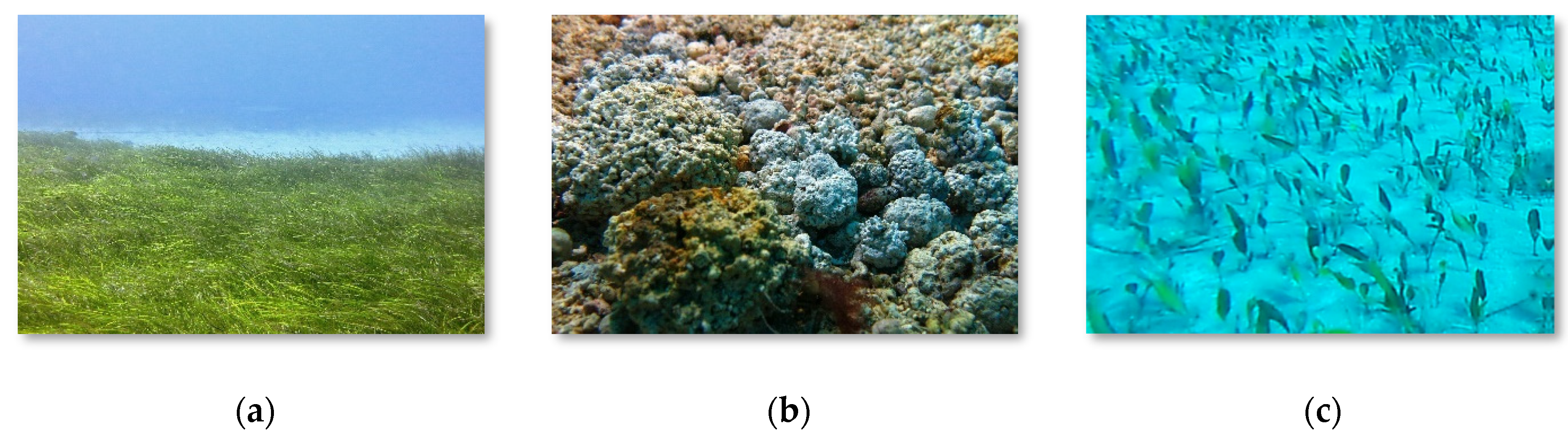 Remotesensing 16 00945 g003