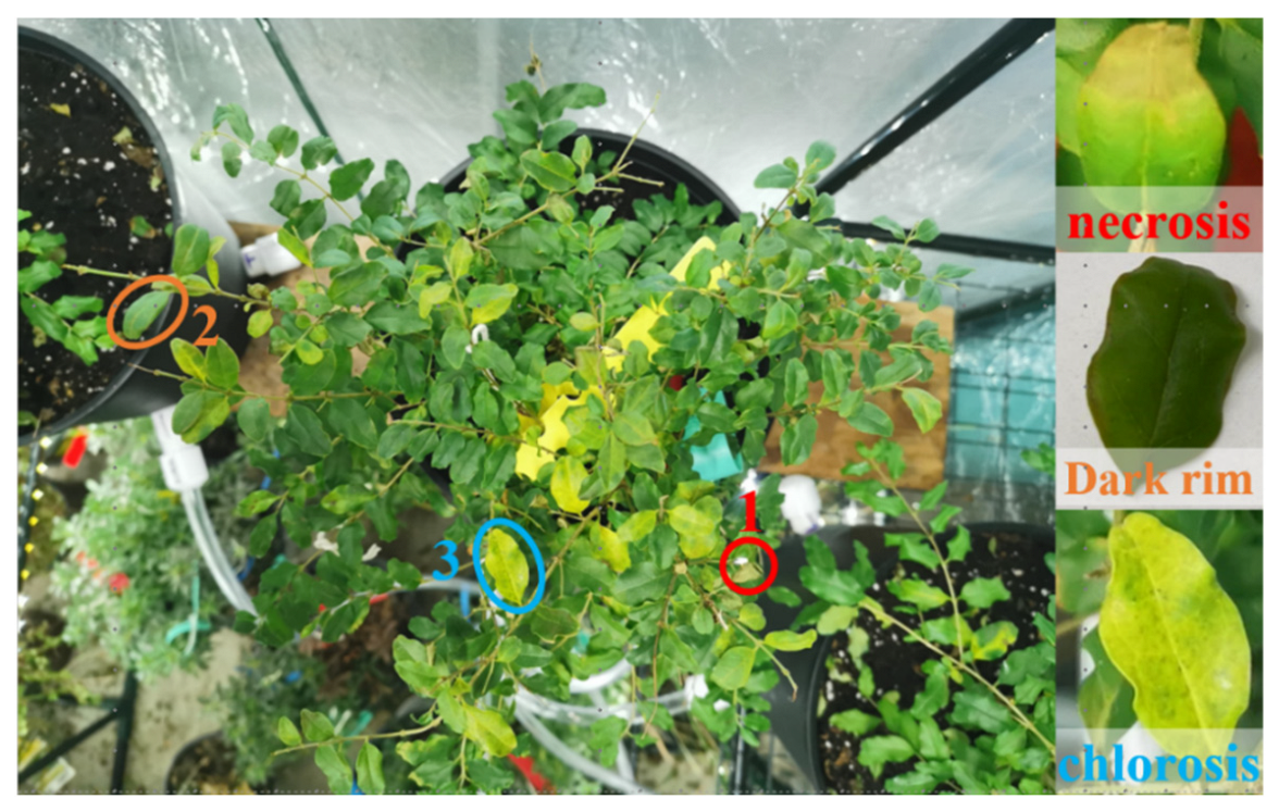 Remotesensing 16 01029 g005