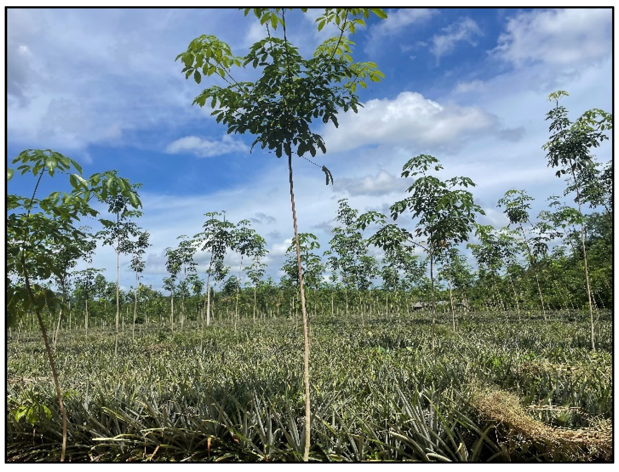 Remotesensing 16 01035 g001