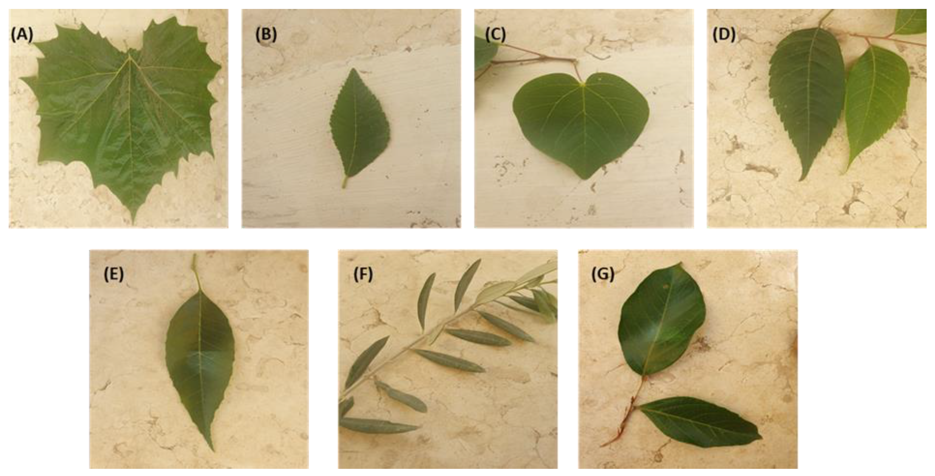 Remotesensing 16 01110 g008