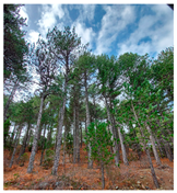 Remotesensing 16 01373 i001