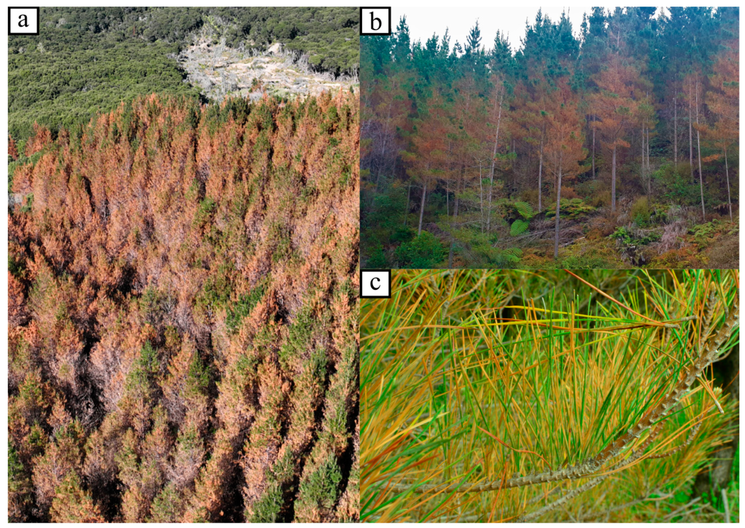 Remotesensing 16 01401 g001 Remotesensing 16 01401 g001