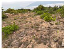 Remotesensing 16 01652 i016