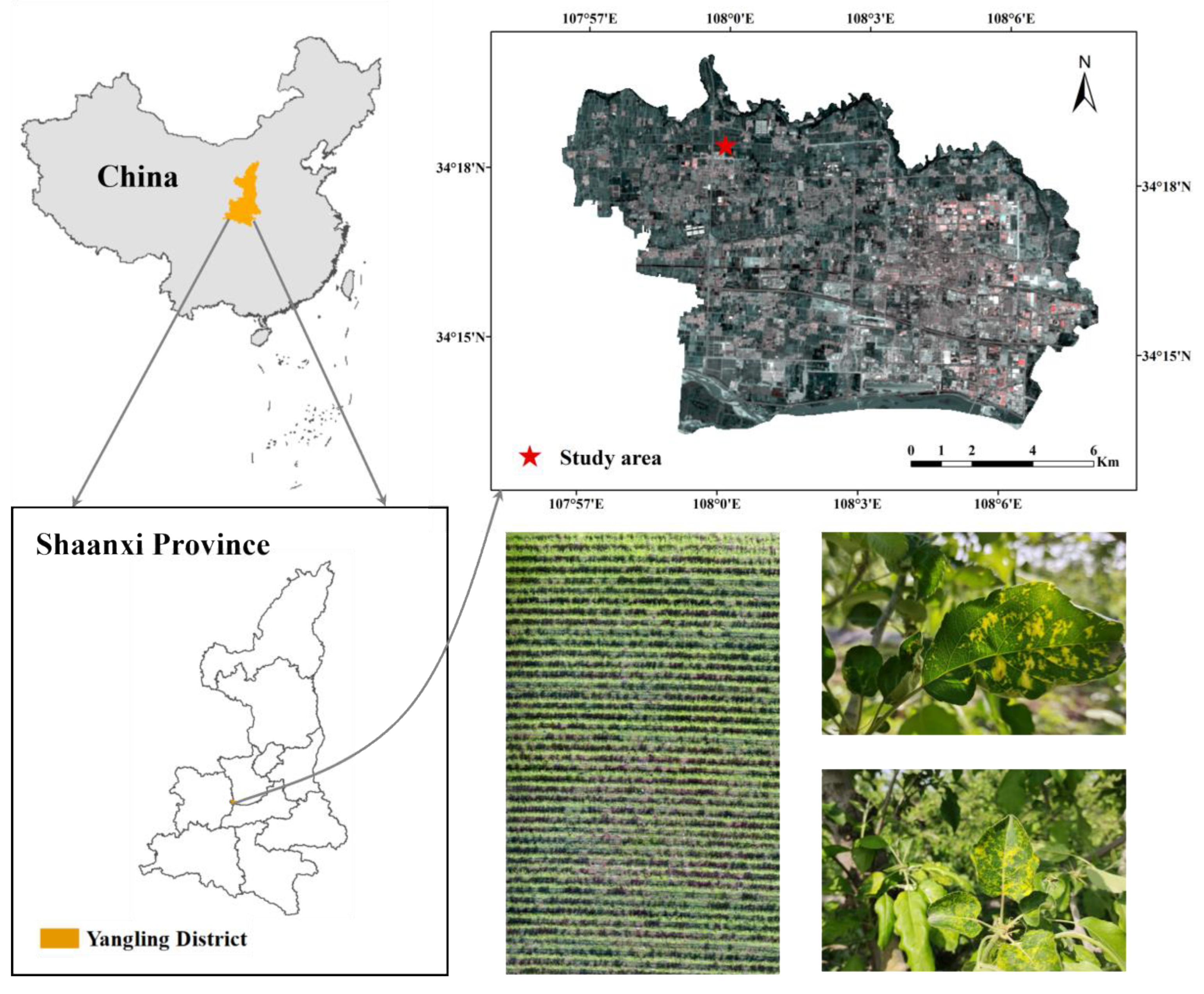 Estimation of Chlorophyll Content in Apple Leaves Infected